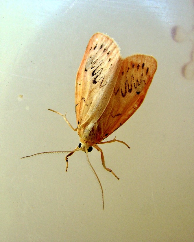 rosy footman